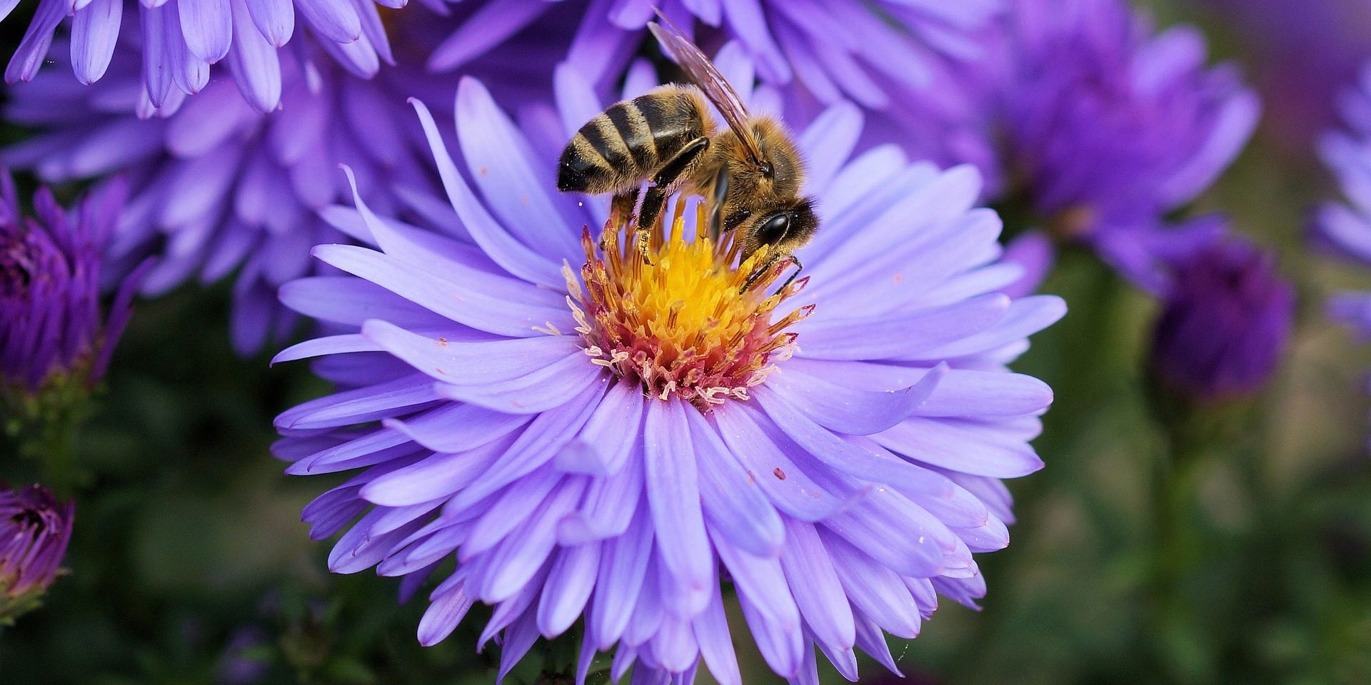 bee-191629_1920